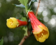 Desfontania spinosa - Abriachan Nurseries